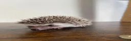 Pygmy Hedgehog rodents for sale: Ready now - Female Pygmy Hedgehog - Advert 10