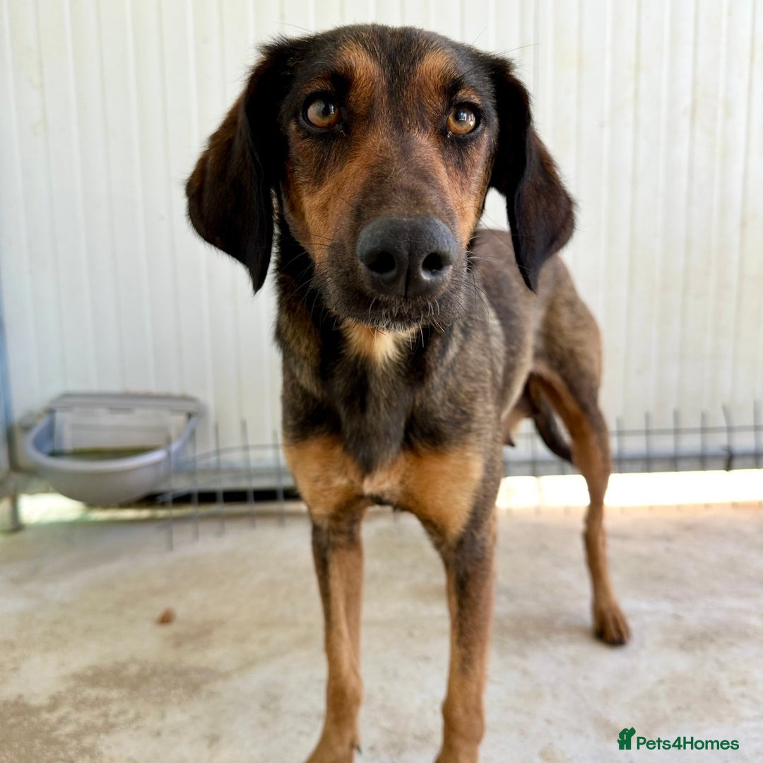 Mixed Breed dogs for adoption: Scout (Small Shepherd/Hound mix) - Image 1