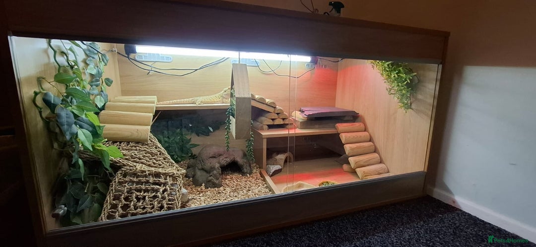 Bearded Dragon reptiles for sale: Bearded dragon (red) - Advert 3