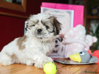 Shih Tzu dogs ♥️ Adorable girl pure bred shih tzu.😍😘 - Advert 8