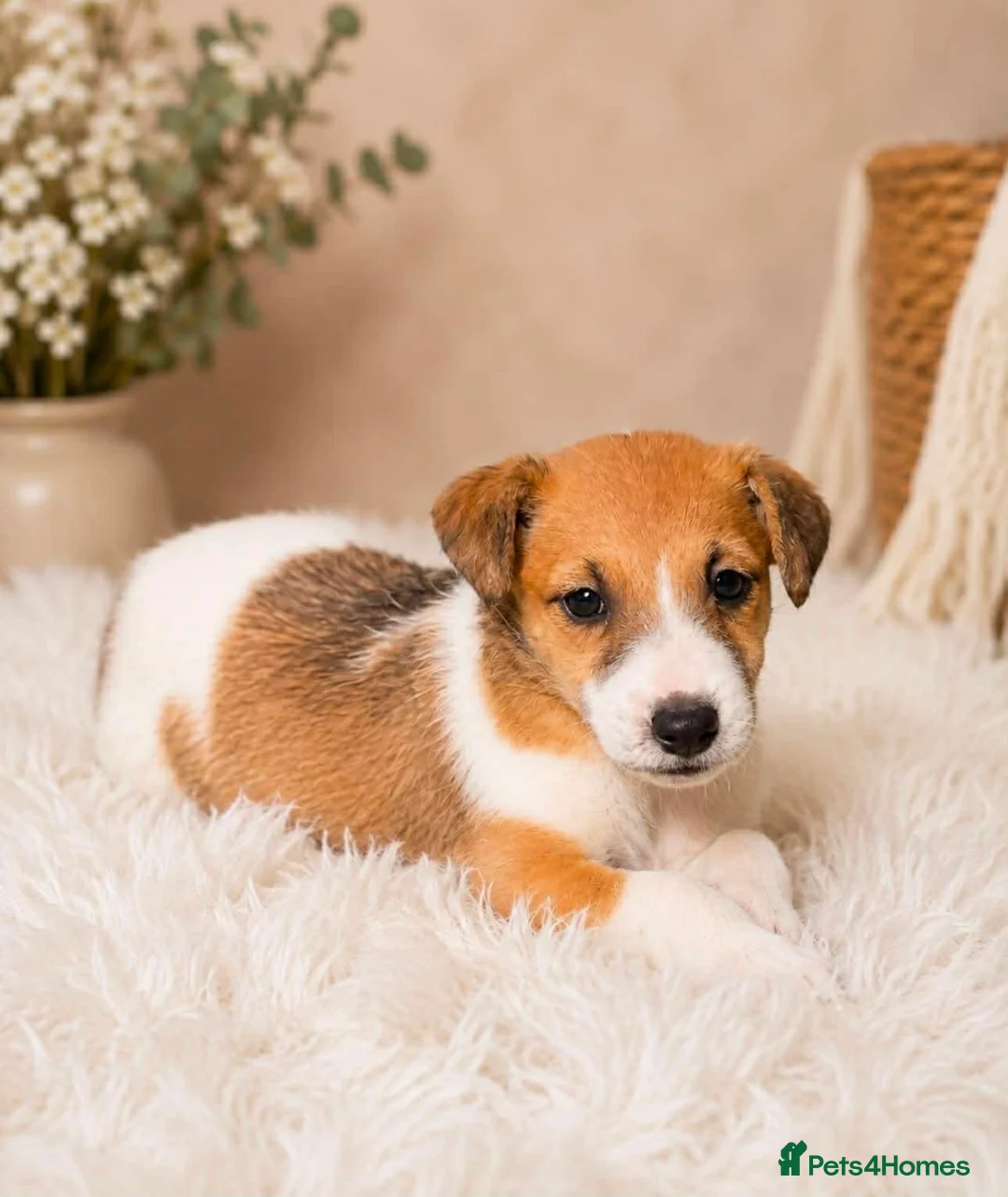 Jack Russell dogs for sale: Jack russel puppies in Crook - Advert 7