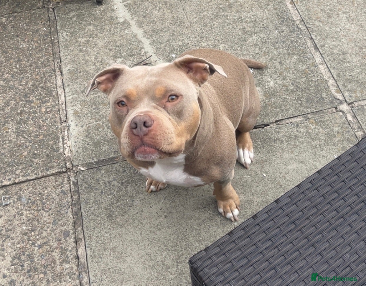 Mixed Breed dogs Narla - Free Pocket Bully - READ DESCRIPTION - Advert 1