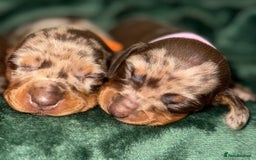 Miniature Dachshund dogs for sale: ‼️‼️Miniature Dachshund Puppies ‼️‼️ - Image 4