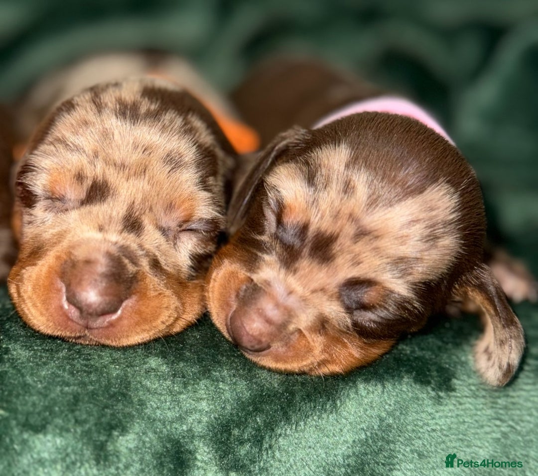 Miniature Dachshund dogs for sale: ‼️‼️Miniature Dachshund Puppies ‼️‼️ - Image 4