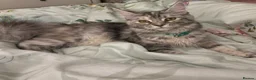 Maine Coon cats for sale: 🐈 ONLY 2 BOYS LEFT! READY FRIDAY 29TH MAY!!! 🐈 - Advert 15