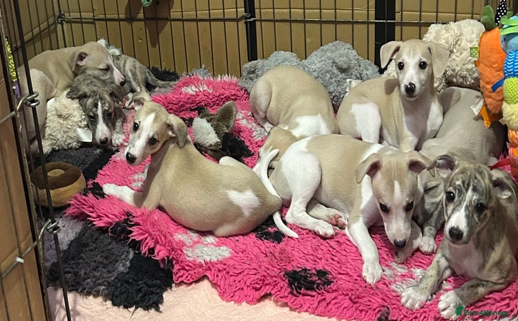 Whippet dogs - Advert 2