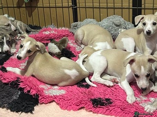 Whippet dogs - Advert 30