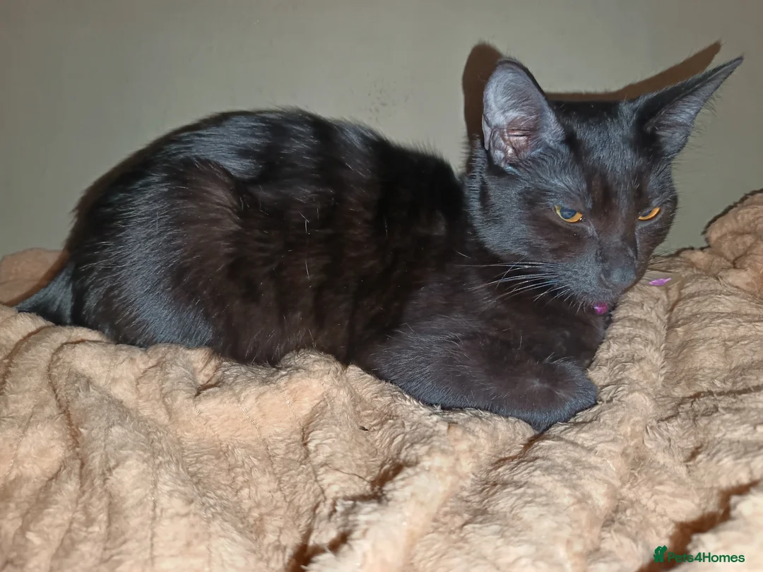 Siamese cats for sale: Siamese cats  in Swadlincote - Advert 7