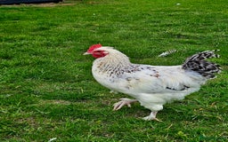 Chickens poultry for sale: Two Roosters for sale ! £20 for 2! Only two left! - Advert 10