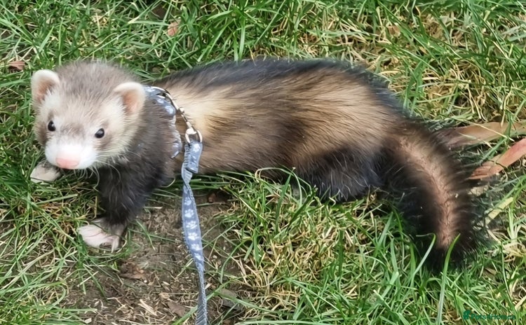 Ferret rodents - Advert 2