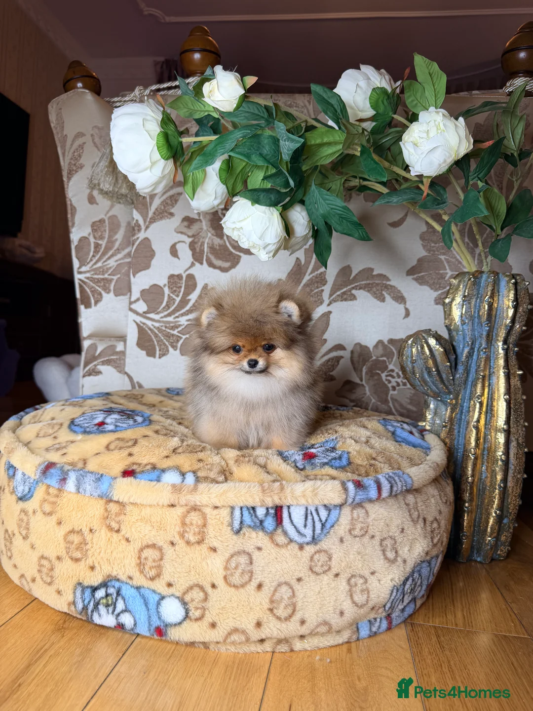 Pomeranian dogs for sale: Orange teddy bear type Pomeranian boy and girl - Advert 37