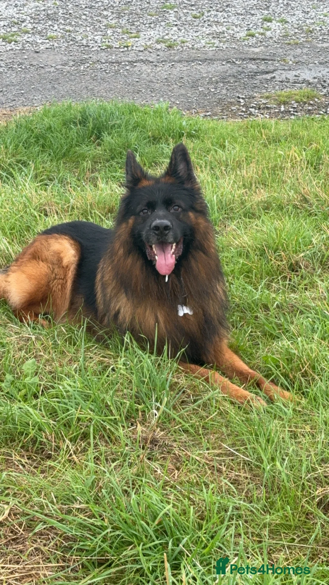 German Shepherd dogs for stud: Purebred German shep Stud  - Advert 2