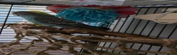 Budgerigars birds for sale: Budgies  - Advert 4