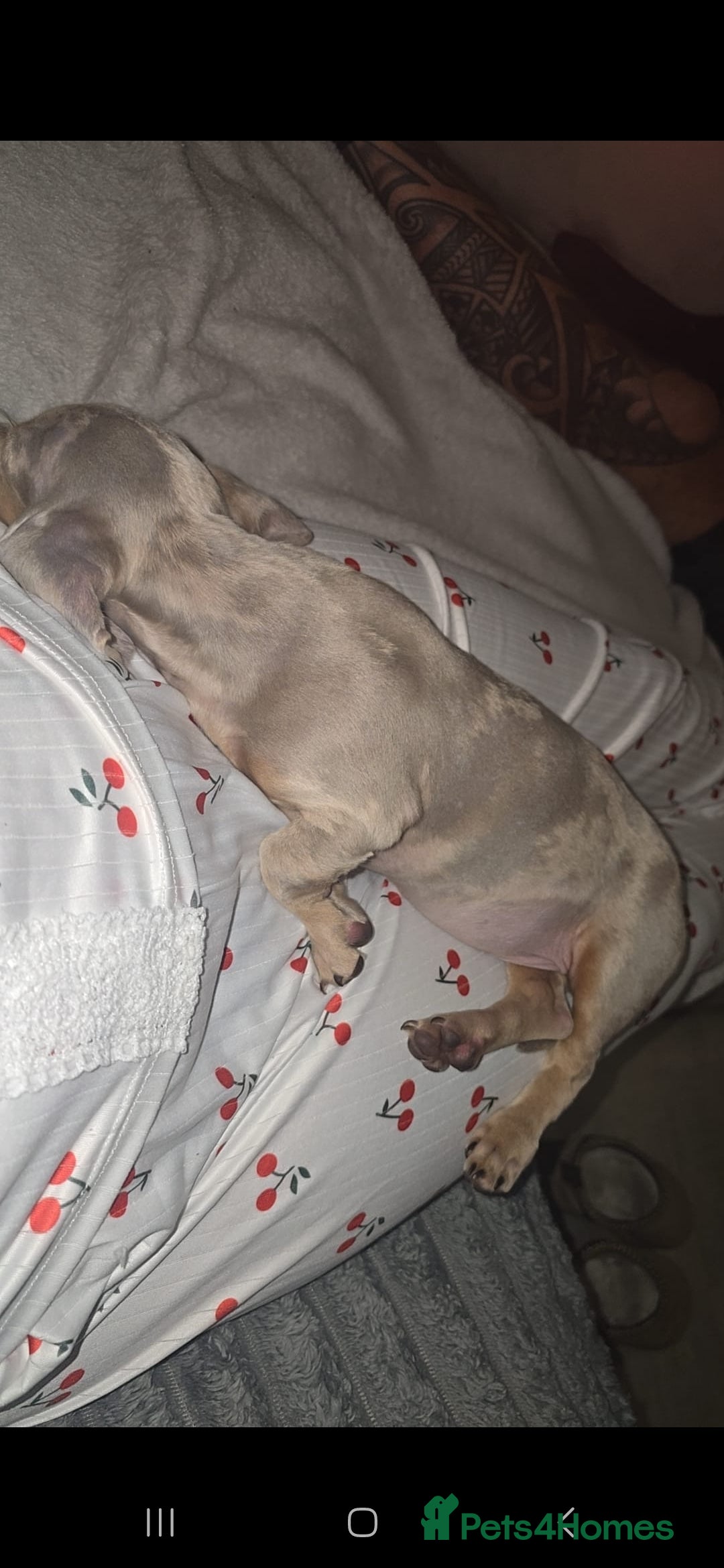 Miniature Dachshund dogs for sale: Lilac dapple Minature Daschaund - Image 7