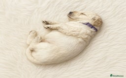 Goldendoodle dogs for sale: Beautiful Goldendoodle pups for sale  - Advert 9