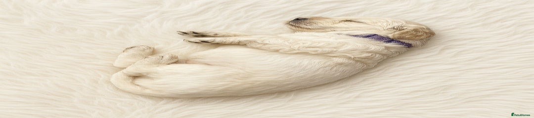 Goldendoodle Puppy 1