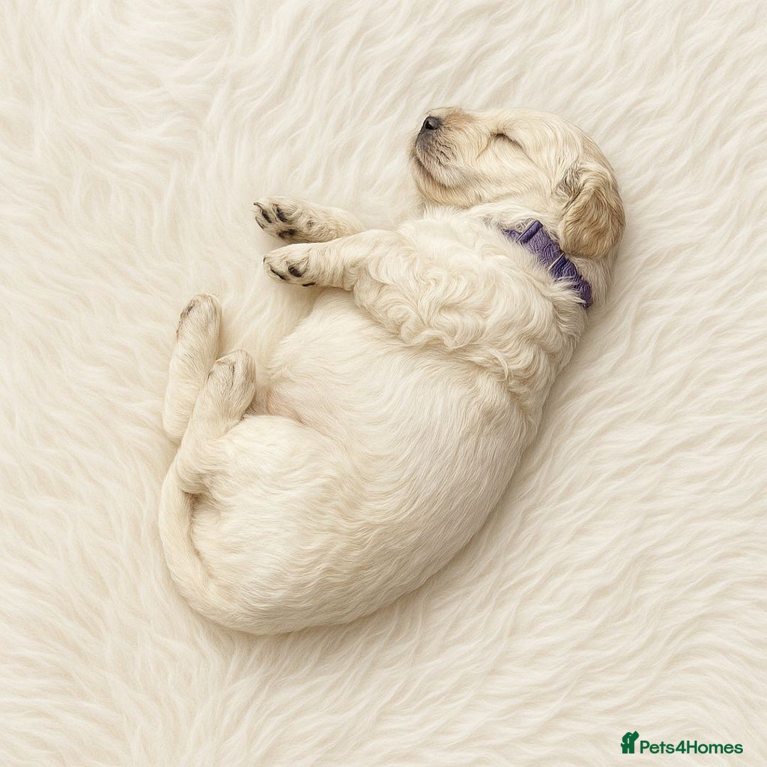 Goldendoodle dogs for sale: Beautiful Goldendoodle pups for sale  - Advert 9