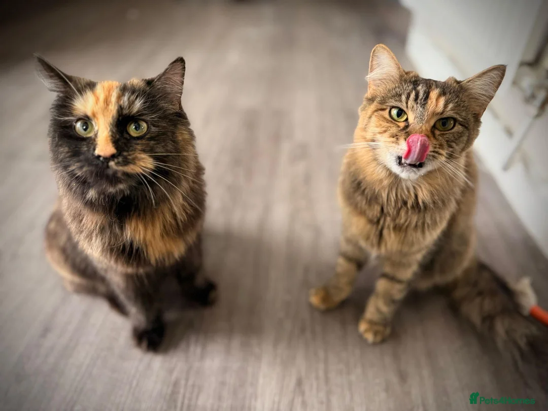 Mixed Breed cats for sale: Tabitha & Matilda in Mansfield - Advert 1