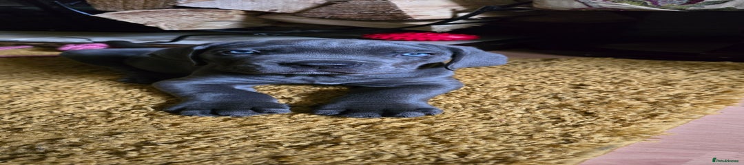 Cane Corso Puppy 1