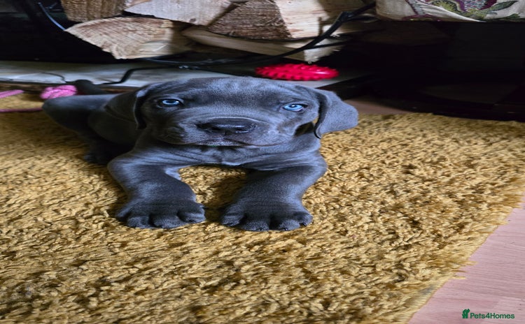Cane Corso dogs - Advert 14