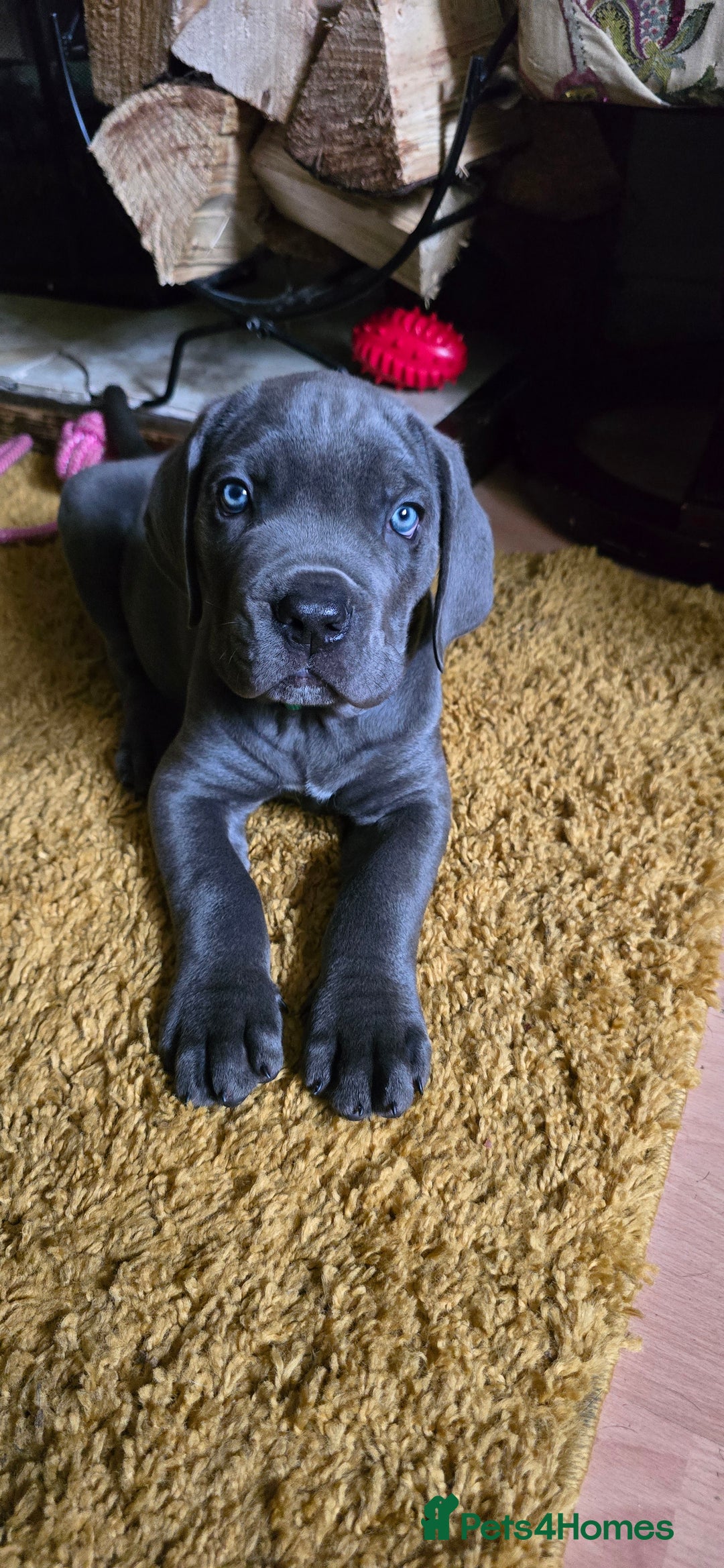 Cane Corso dogs for sale: My puppies  - Image 1
