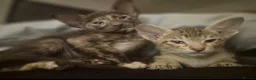 Oriental cats for sale: Pedigree Oriental kittens ( only 1 remaining ) - Advert 6