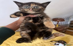 British Shorthair cats for sale: Pure British Shorthair Kittens Ready Now! - Image 15