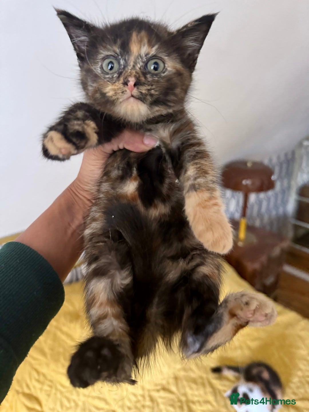 British Shorthair cats for sale: Pure British Shorthair Kittens Ready Now! - Image 15