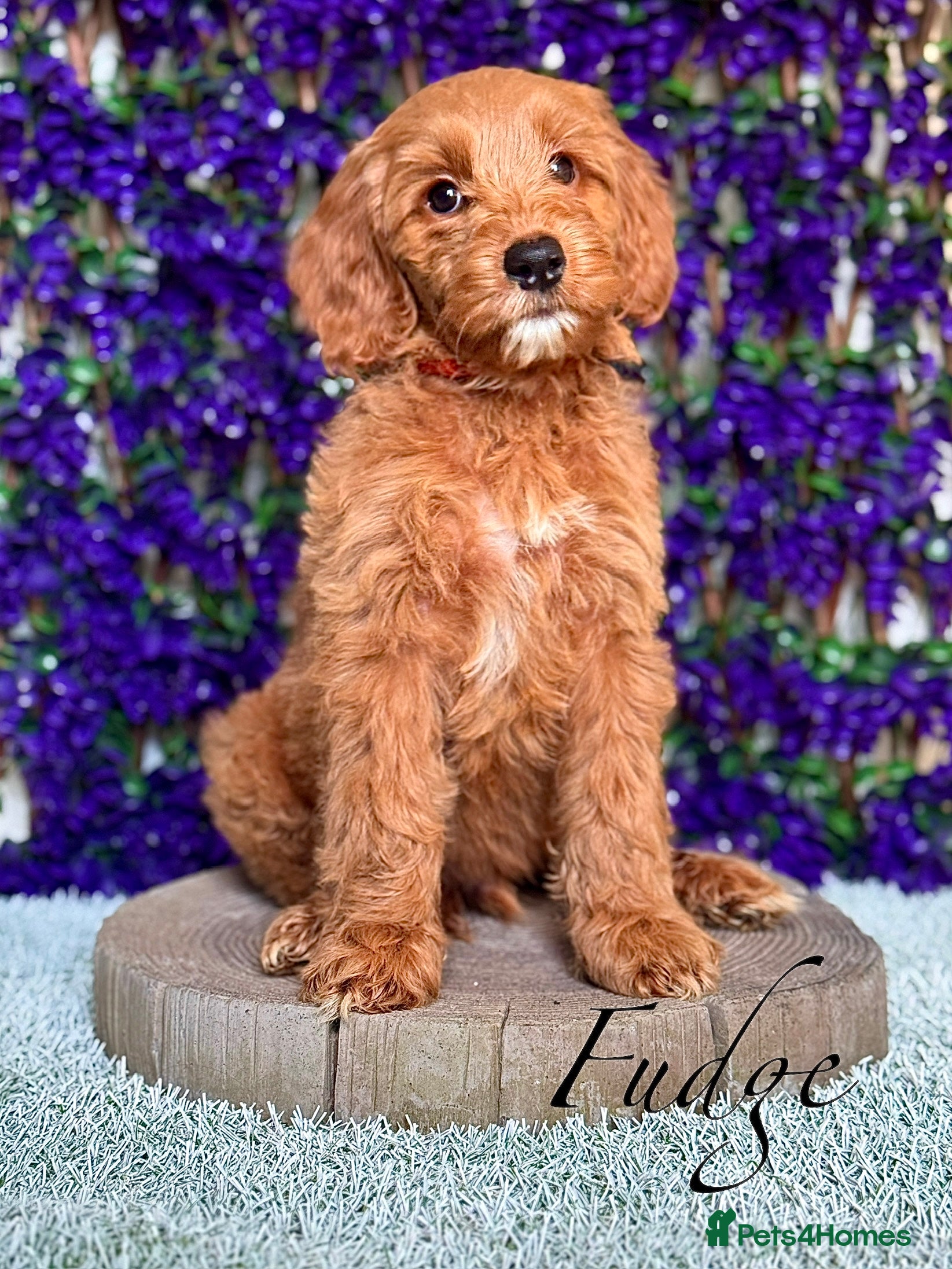 Australian Labradoodle dogs WALA Superior Australian Labradoodles-Remaining 2 - Advert 14