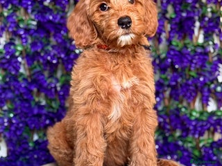 Australian Labradoodle dogs WALA Superior Australian Labradoodles-Remaining 2 - Advert 14