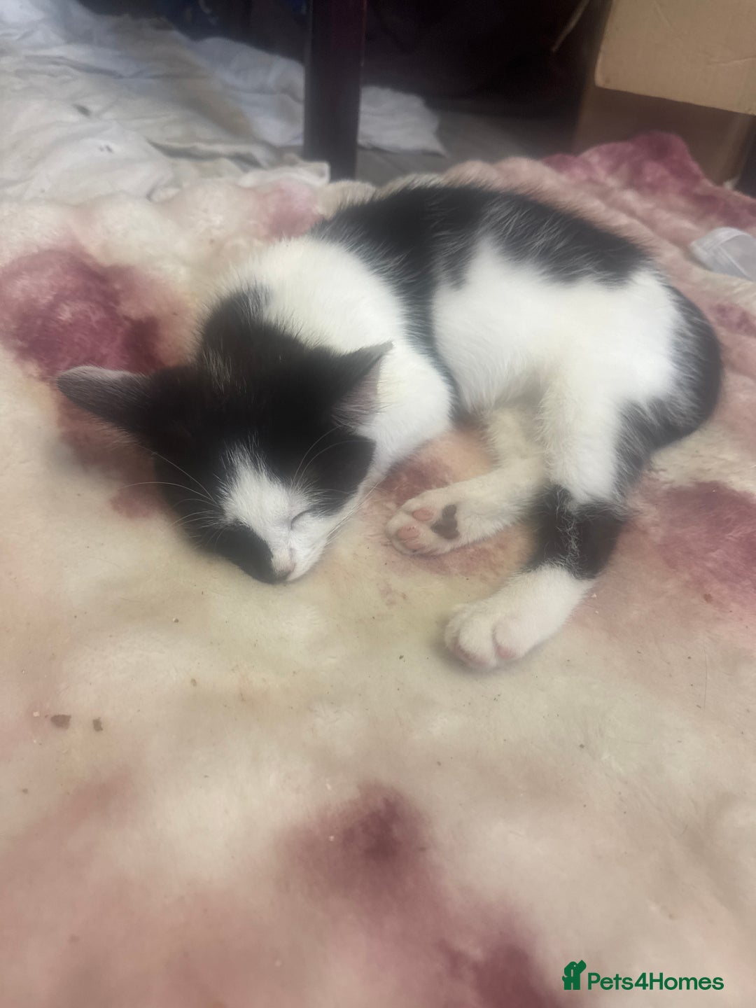 British Shorthair cats for sale: Florence  - Image 1