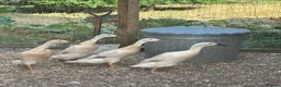 Ducks poultry for sale: Female runner ducks for sale x 4 (£35 each)  - Advert 2