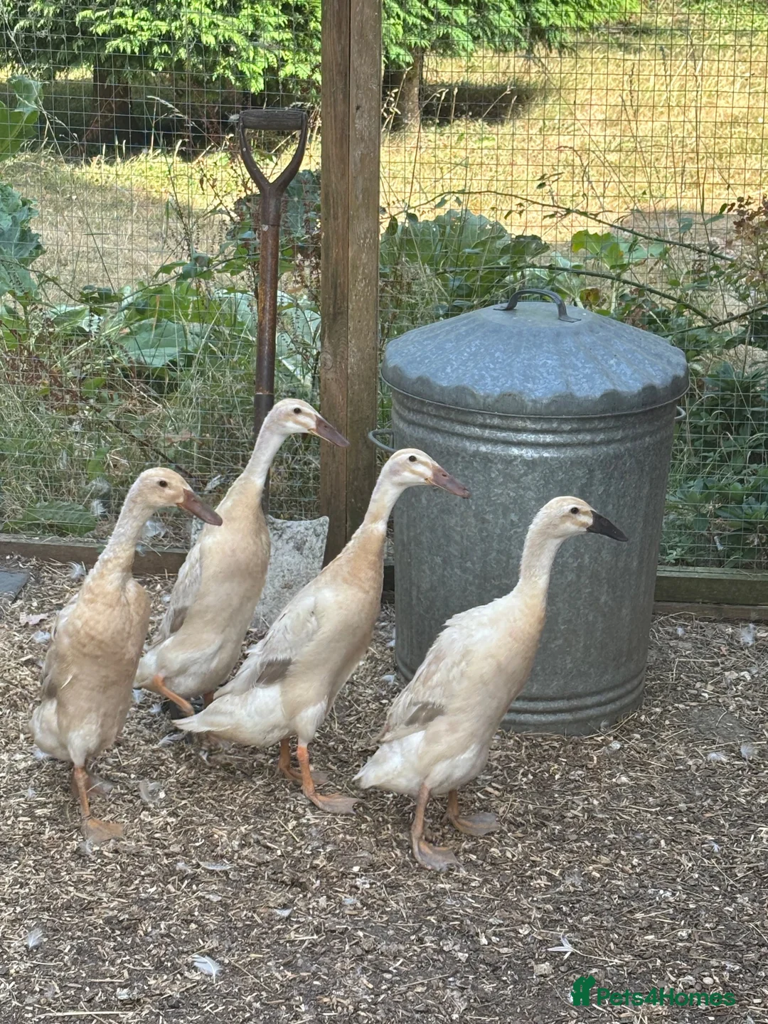 Ducks poultry for sale: Female runner ducks for sale x 4 (£35 each)  - Advert 2