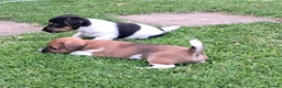 Jack Russell dogs for sale: Stunning boys in Stoke-on-Trent - Advert 1