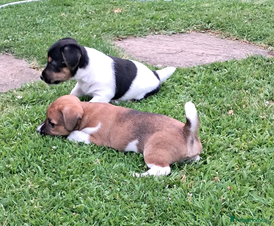 Jack Russell dogs for sale: Stunning boys in Stoke-on-Trent - Advert 1