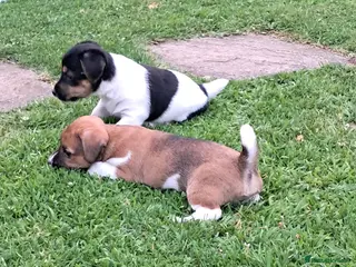 Jack Russell dogs Stunning boys - Advert 1
