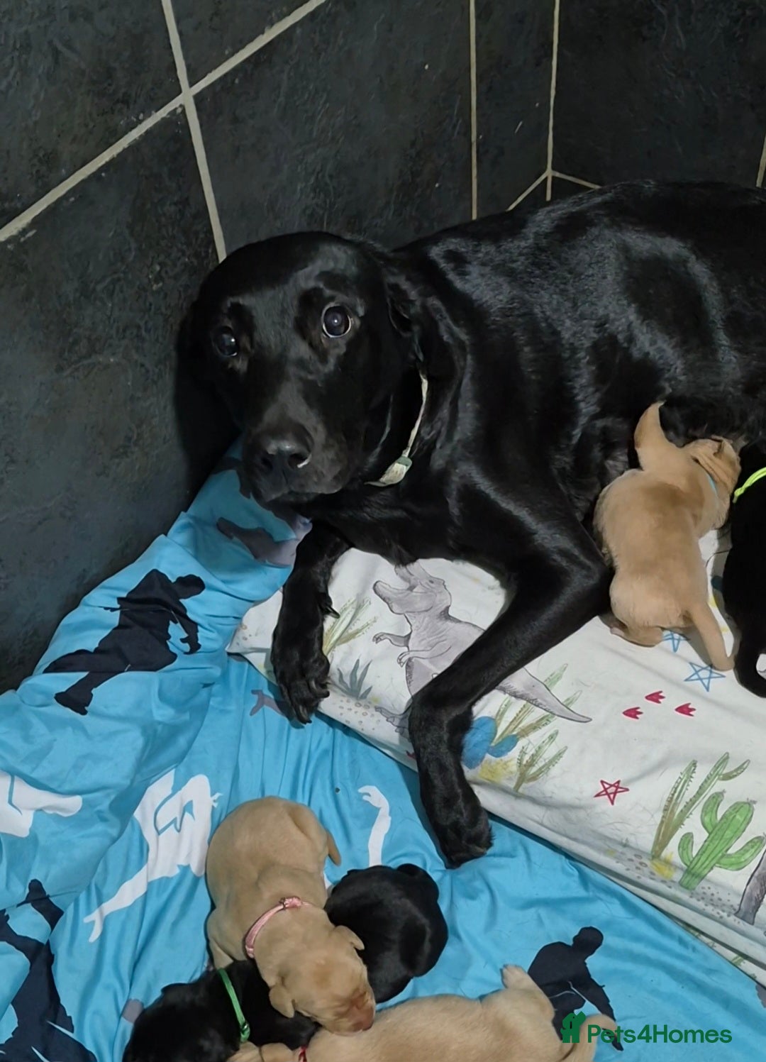 Labrador Retriever dogs for sale: Labrador retriver black and fox red puppies - Advert 20