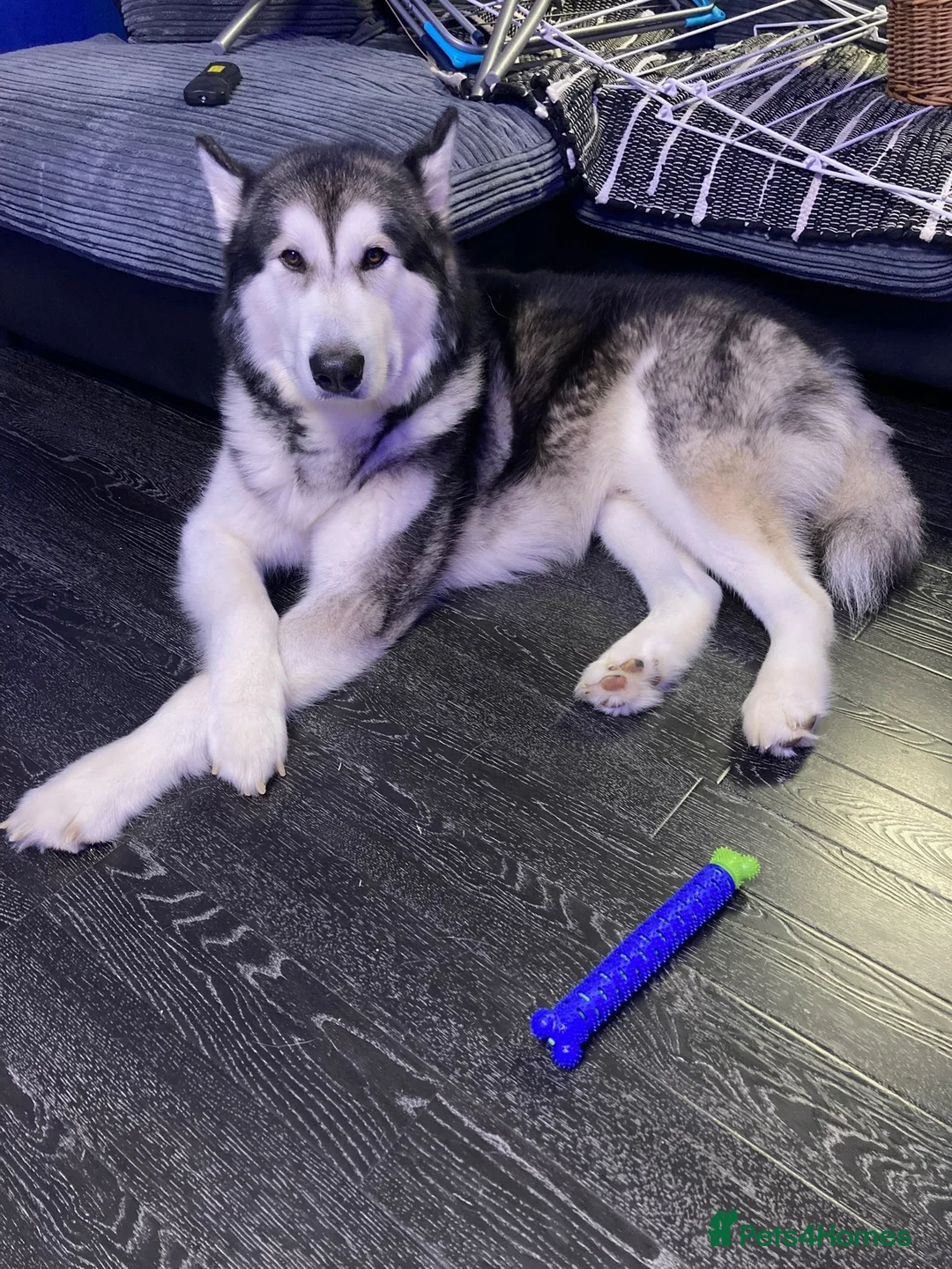 Alaskan Malamute dogs for sale: Lovable Alaskan malamute needing a new home - Advert 6
