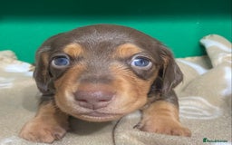 Dachshund dogs for sale: 3 beautiful/stunning dachshund puppies   - Advert 7
