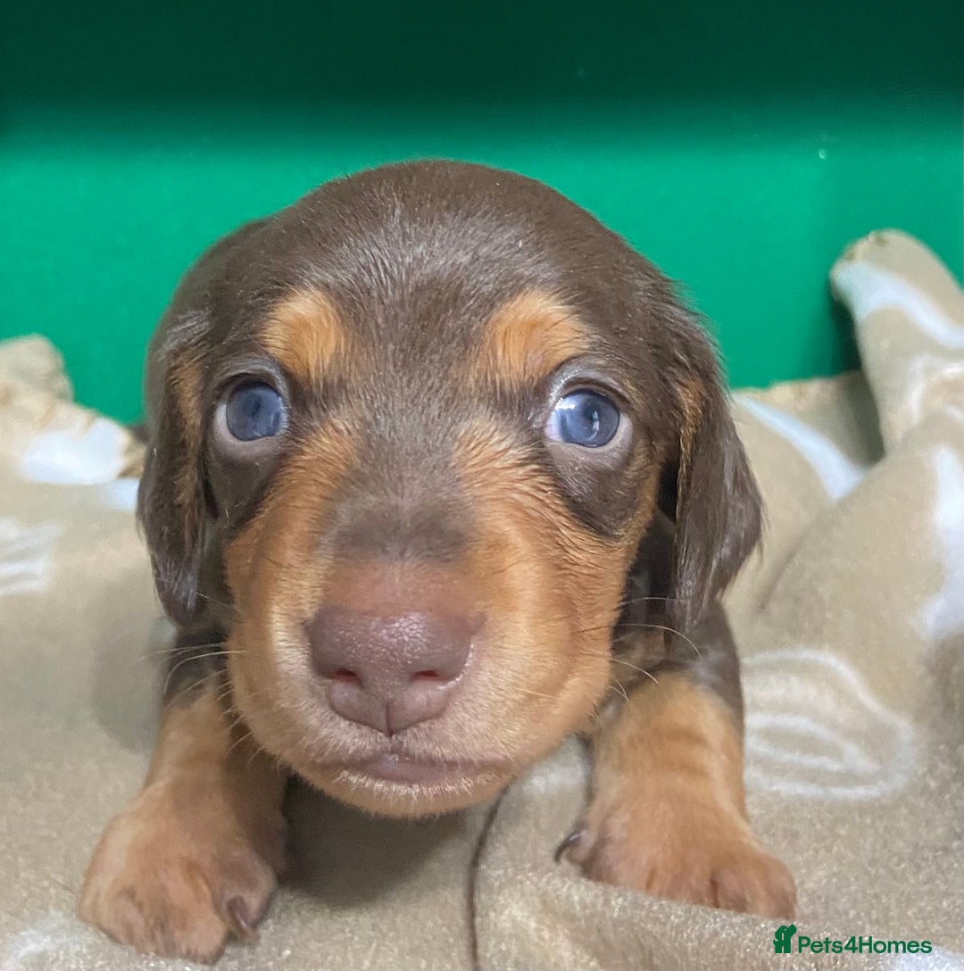 Dachshund dogs for sale: 3 beautiful/stunning dachshund puppies   - Advert 7