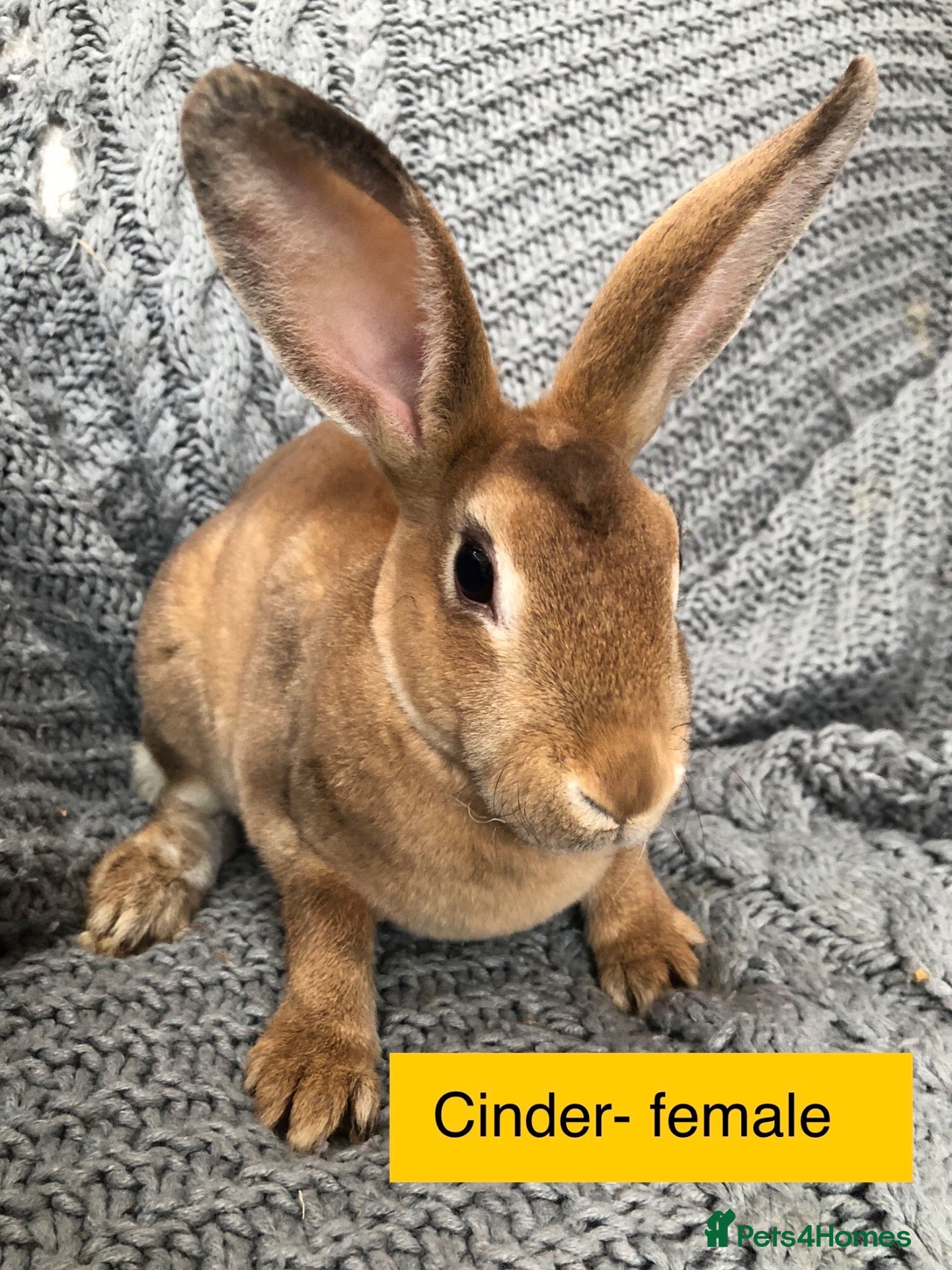 Rex rabbits for sale: Pure breed velvet mini and standard Rex rabbits - Advert 17