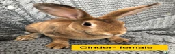 Rex rabbits for sale: Pure breed velvet mini and standard Rex rabbits - Advert 11
