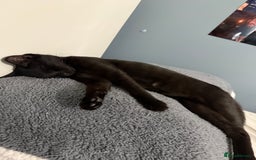 Domestic Shorthair cats for sale: female black kitten  - Image 8