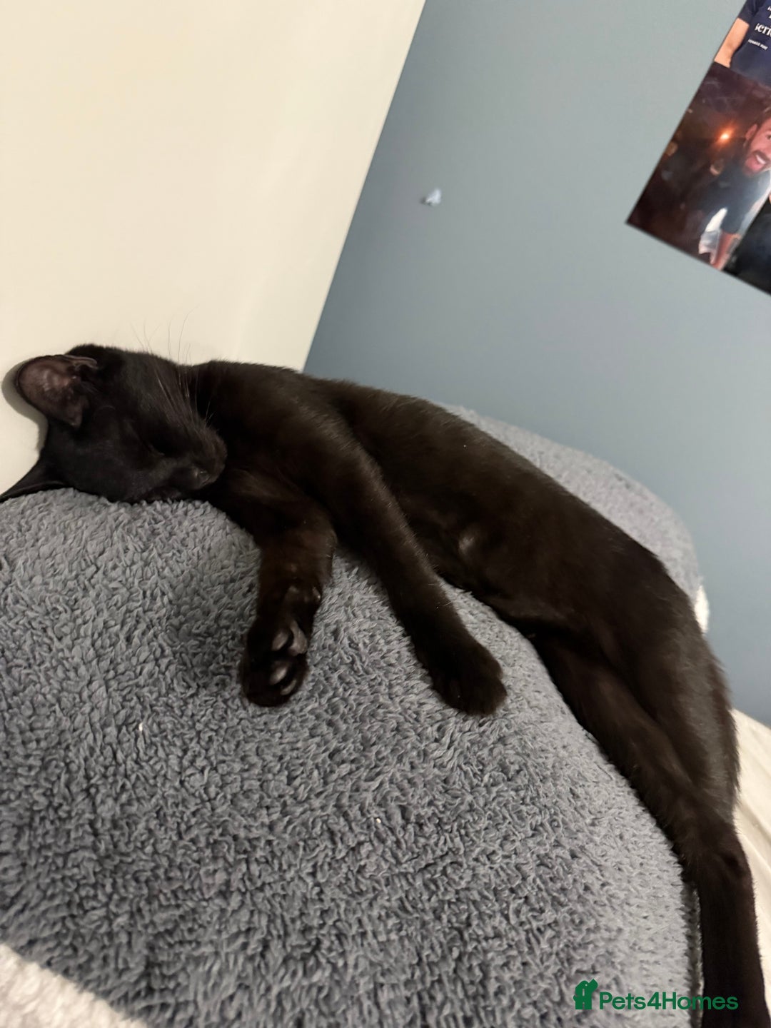 Domestic Shorthair cats for sale: female black kitten  - Image 8