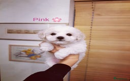 Bichon Frise dogs for sale: 🐶 Pure Bichon Frise Puppies for Sale! 🐶 - Image 7