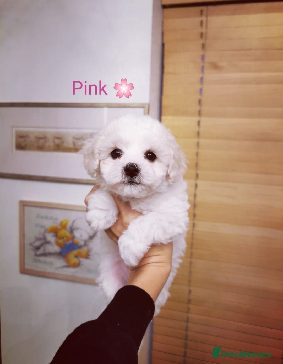 Bichon Frise dogs for sale: 🐶 Pure Bichon Frise Puppies for Sale! 🐶 - Image 7