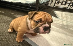English Bulldog dogs for sale: Traditional English Bulldog Puppies  - Image 28