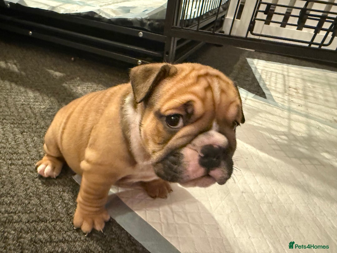 English Bulldog dogs for sale: Traditional English Bulldog Puppies  - Image 28