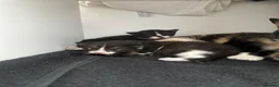 Domestic Shorthair cats for sale: 3 kittens for sale in Bexhill-on-Sea - Advert 3