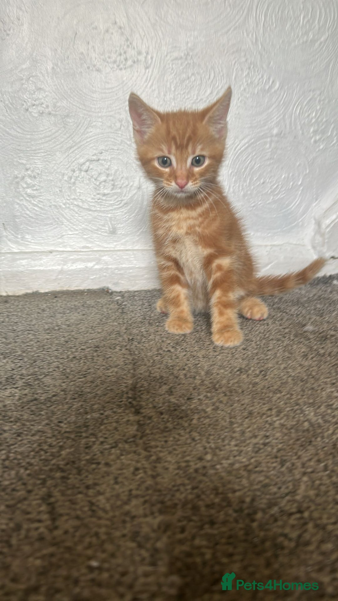 Burmese cats for sale: Kittens  - Image 5
